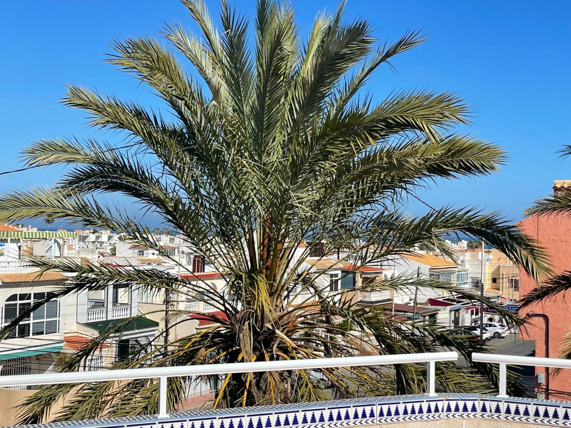 Anna'S Garden Bed and Breakfast Torrevieja Exteriör bild